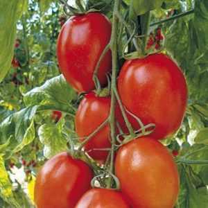 Descrizione del farmaco Agricola per i pomodori