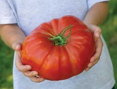 Descrizione del pomodoro Orange Giant