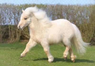 Descrizione del Pony Shetland