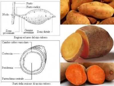 Descrizione della patata Ramon