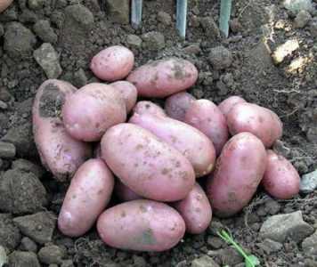 Descrizione della patata Ryabinushka