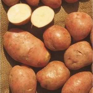 Descrizione della varietà di patate Desiree