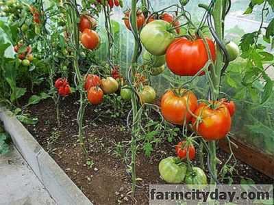 Descrizione della varietà di pomodori Dubok
