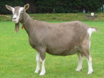 Descrizione delle capre del Toggenburg
