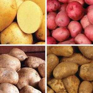 Descrizione delle patate Inara