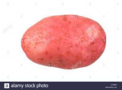 Descrizione delle patate Red Fantasy