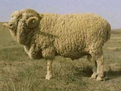 Descrizione delle pecore a pelo fine