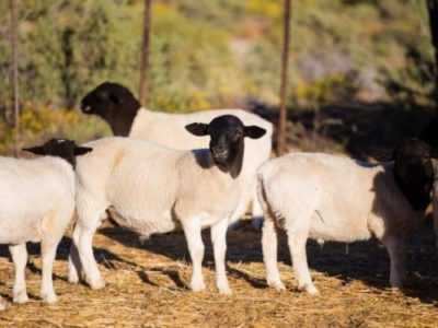 Descrizione delle pecore della razza Karachaevskaya