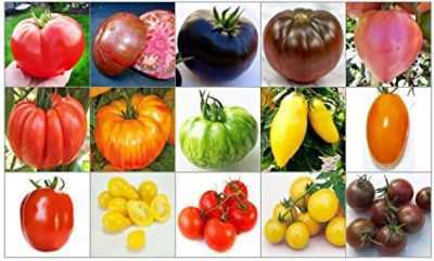 Descrizione delle varietà di pomodori Banana rossa, arancione, gialla