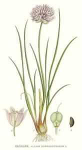 Descrizione dell’erba cipollina