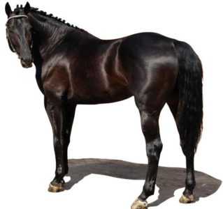 Descrizione di cavalli di razza russa a cavallo