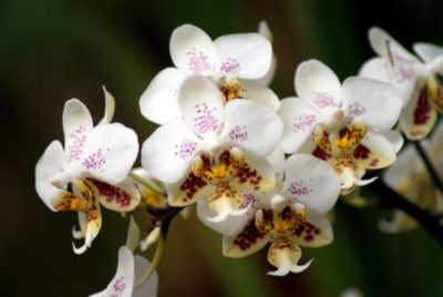 Descrizione di Phalaenopsis Zambia
