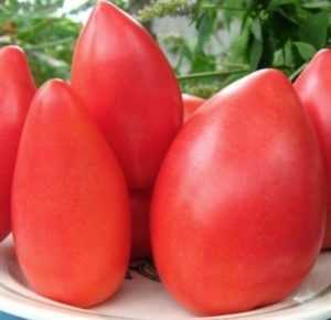 Descrizione di pomodori Monisto