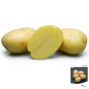 Descrizione di Sylvanas di patate