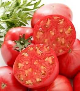 Descrizione di Tomato Wonder of the World