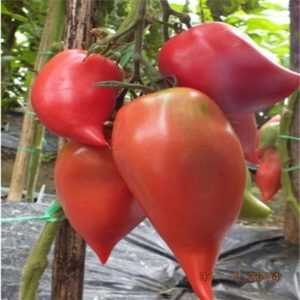 Descrizione di Tomatoes Pearl