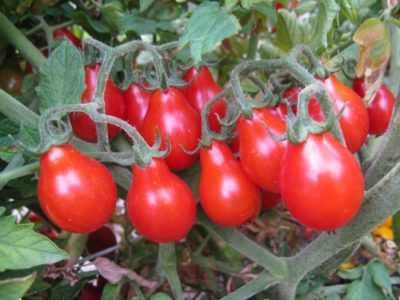 Descrizione e caratteristiche dei pomodori Balcony Miracle