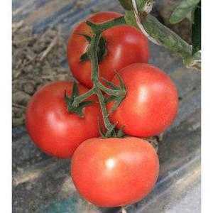 Descrizione e caratteristiche dei pomodori della varietà Linda