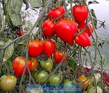 Descrizione e caratteristiche del pomodoro De Barao