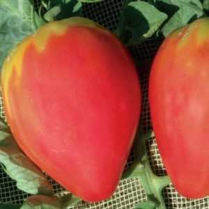 Descrizione e caratteristiche delle varietà di pomodori Cuore di Volovye