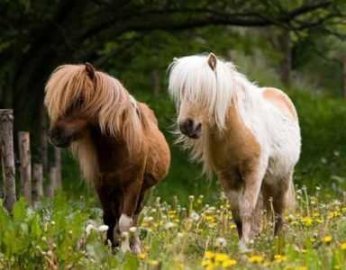 Diverse razze di pony