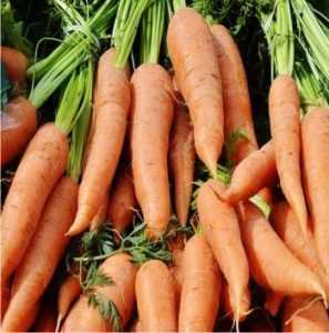 Dopo quali raccolti posso piantare carote