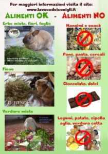 È possibile introdurre i cetrioli nella dieta dei conigli