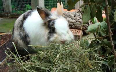 È possibile introdurre l’acetosa nella dieta dei conigli