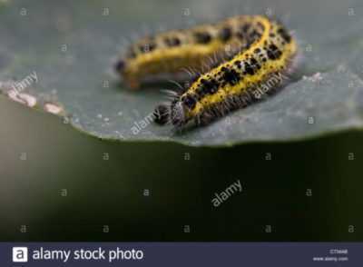 Elaborazione di cavoli Caterpillar