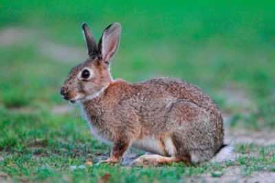 Fatti interessanti sui conigli