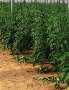 Fertilizzanti utili per i pomodori in pieno campo