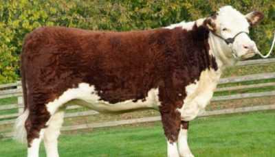 Hereford Cow Breed