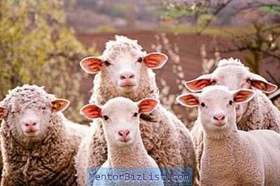 Hissar arieti e pecore