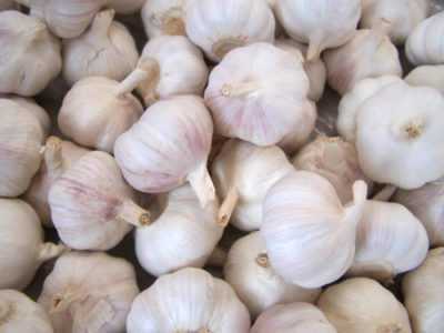 I benefici e i danni dei tiratori di aglio