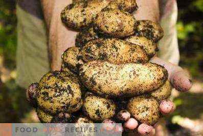 I benefici e i danni delle cime delle patate