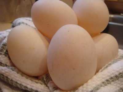 I benefici e i danni delle uova di anatra