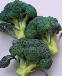 I migliori ibridi e varietà di broccoli