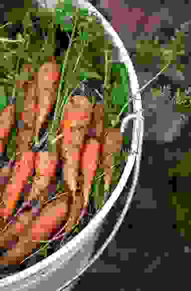 I segreti della coltivazione delle carote