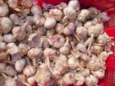 I segreti della coltivazione di cetrioli secondo il metodo di Portyankin e Shamshina