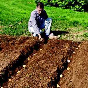 Il metodo di piantare piantine di patate