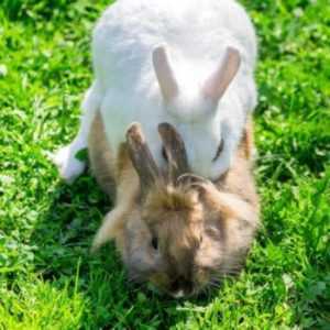 Il termine di gestazione dei conigli