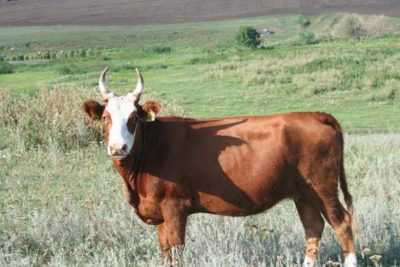 Kalmyk razza di mucche