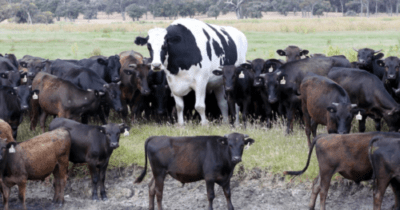 La razza di mucche più popolare in tutto il mondo