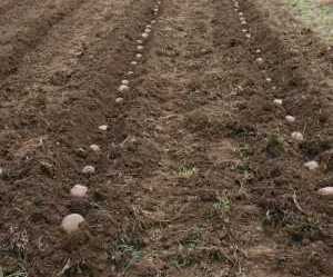 Lavorazione di patate prima della semina