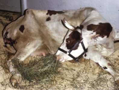 Le conseguenze della paresi postpartum nelle mucche