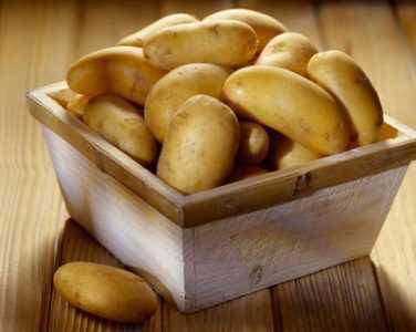 Le migliori varietà di patate per la Siberia