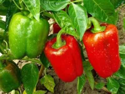 Le migliori varietà di peperone per terreni aperti