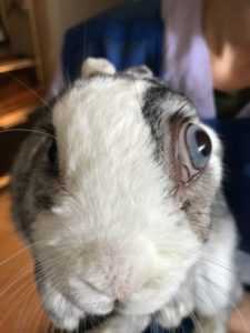 Le principali malattie degli occhi nei conigli e il loro trattamento