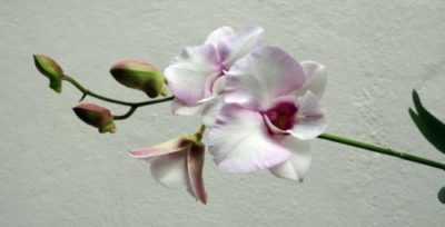 Le principali malattie delle orchidee e il loro trattamento
