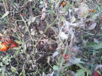 Le ragioni per la comparsa di foglie viola sui pomodori